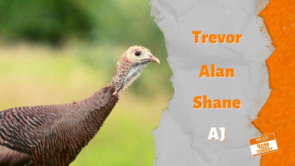 Name That Turkey image number 4
